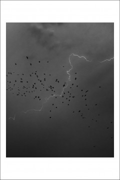 Pagina 2 Cărți Poștale - Postcard Alex Gâlmeanu 24 - Alex Gâlmeanu - Curtea Veche Publishing