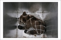 Cărți Poștale - Postcard Ioana Moldovan 12 - Ioana Moldovan - Curtea Veche Publishing