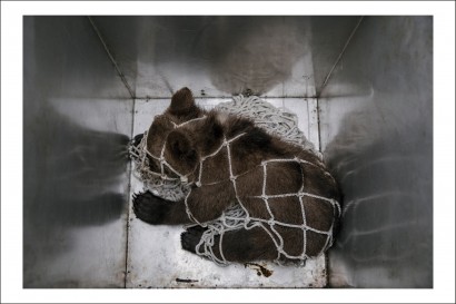 Ioana Moldovan - Postcard Ioana Moldovan 12 - Curtea Veche Publishing