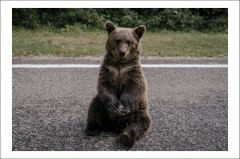 Postcard Ioana Moldovan 20