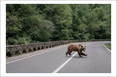 Postcard Ioana Moldovan 25